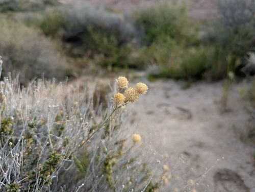 Acamptopappus sphaerocephalus, photograph 2
