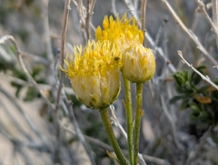 Acamptopappus sphaerocephalus, photograph (c) Alexander Wentworth, some rights reserved (CC BY)