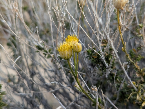 Acamptopappus sphaerocephalus, photograph 4