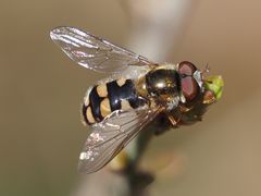 Epistrophella euchroma