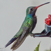 Broad-billed Hummingbird - Photo (c) D. Alexander Carrillo Mtz., some rights reserved (CC BY)