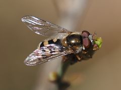 Epistrophella euchroma