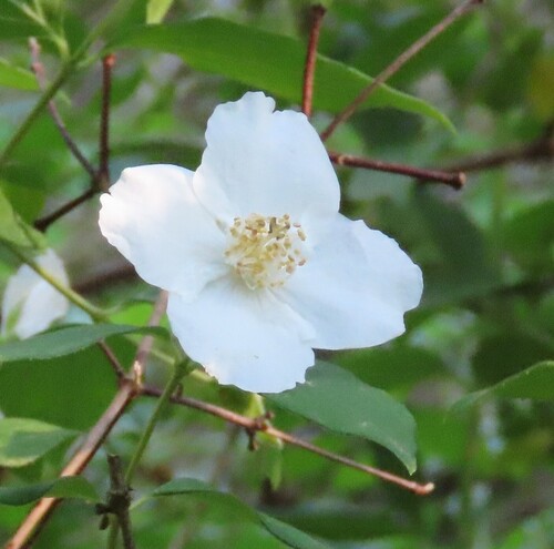 Philadelphus inodorus, photograph 5