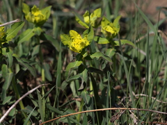 Euphorbia epithymoides