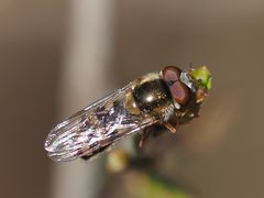 Epistrophella euchroma