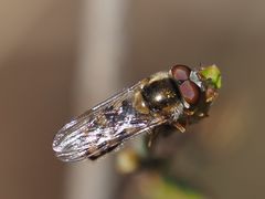 Epistrophella euchroma