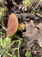 Xerocomus subtomentosus