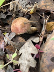 Xerocomus subtomentosus