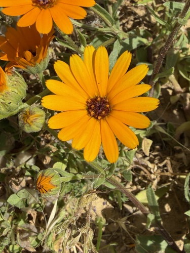 Calendula stellata (Calendula stellata)