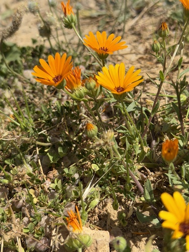 Calendula stellata, photograph 2