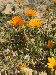 Calendula stellata, photograph (c) Bruce Bailey, some rights reserved (CC BY)
