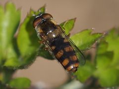Epistrophella euchroma