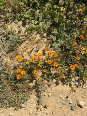 Calendula stellata, photograph (c) Bruce Bailey, some rights reserved (CC BY)
