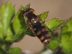 Epistrophella euchroma