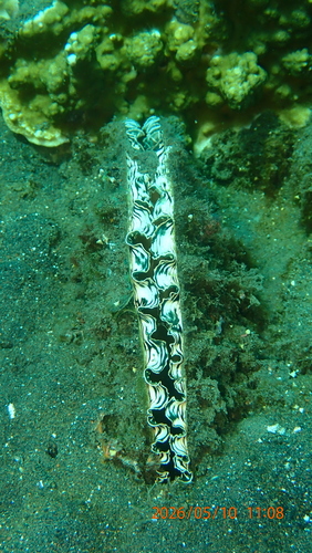 Atrina pectinata observed 2026-05-10