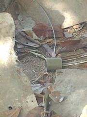 Psammophis elegans