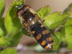 Epistrophella euchroma