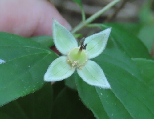 Philadelphus inodorus, photograph 3
