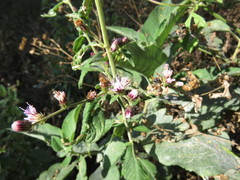 Vernonanthura patens
