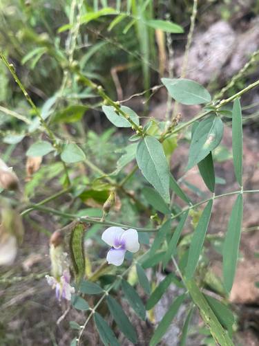 Tephrosia noctiflora observed 2026-05-11