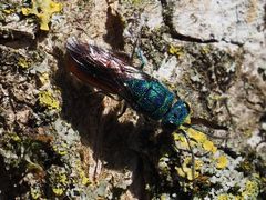 Chrysis terminata