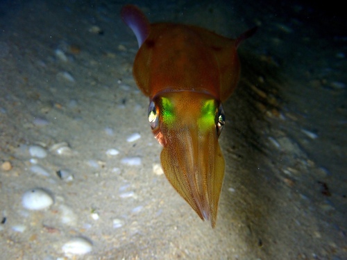 Sepioteuthis australis