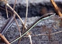 Psammophis elegans