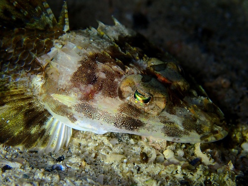Onigocia spinosa