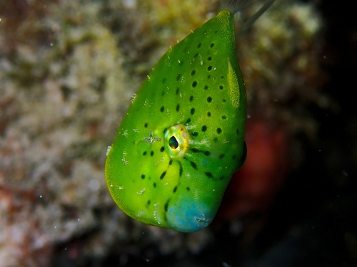 Brachaluteres jacksonianus