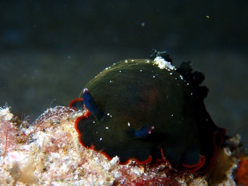 Dendrodoris arborescens