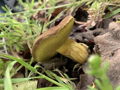 Xerocomus subtomentosus