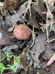 Xerocomus subtomentosus