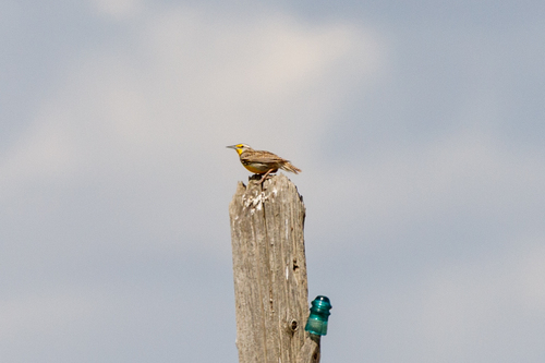 Western Meadowlark