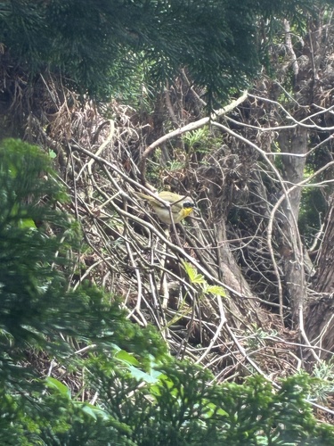 Common Yellowthroat