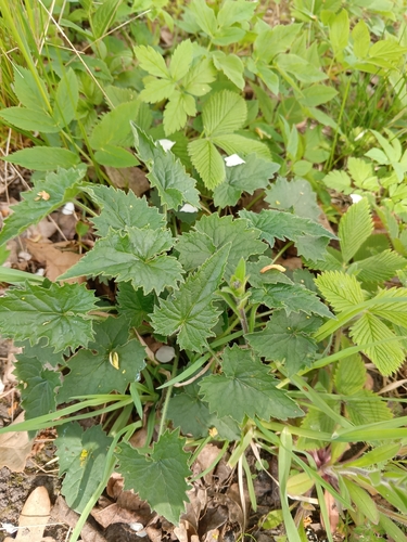 Nettle-leaved Bellflower