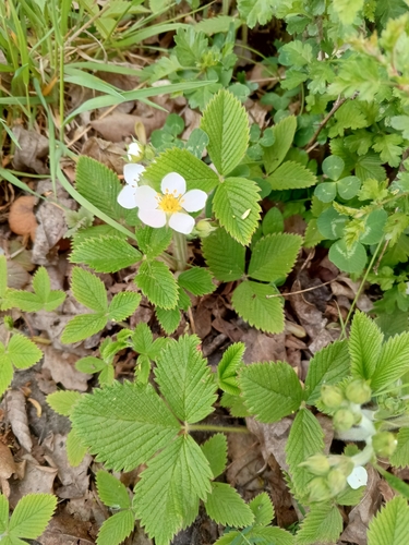 Hautbois strawberry
