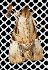 Alophosoma emmelopis