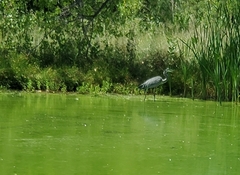 Ardea herodias