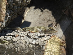 Sceloporus utiformis