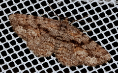 Boarmia suasaria