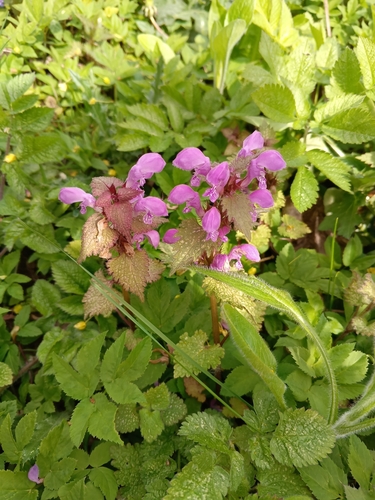 Spotted deadnettle