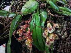 Leochilus oncidioides