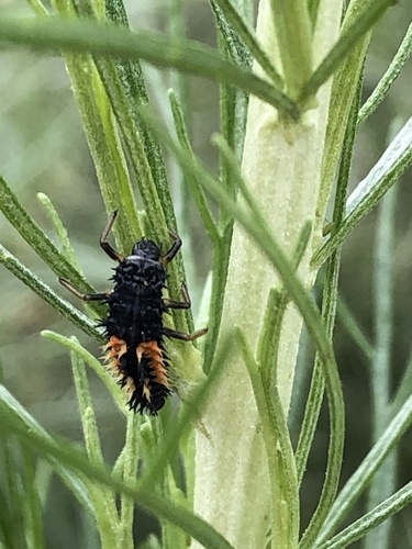 iNaturalist observation photo of Asian Lady Beetle