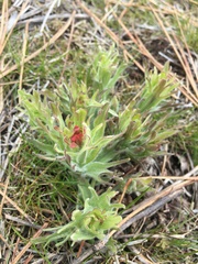 Castilleja hispida