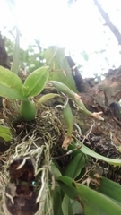 Leochilus oncidioides