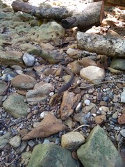 Rhabdophis chrysargoides