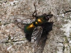 Gymnocheta viridis