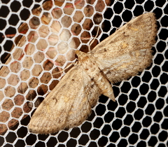 Parapoynx crisonalis