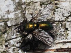 Gymnocheta viridis