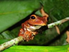 Rhacophorus margaritifer